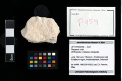 Foto (Objekt + Etikett) von Decapoda indet.  (NHMW-GEO-2014-0194-0159)